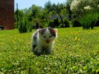 Mini_maly-kot-domowy